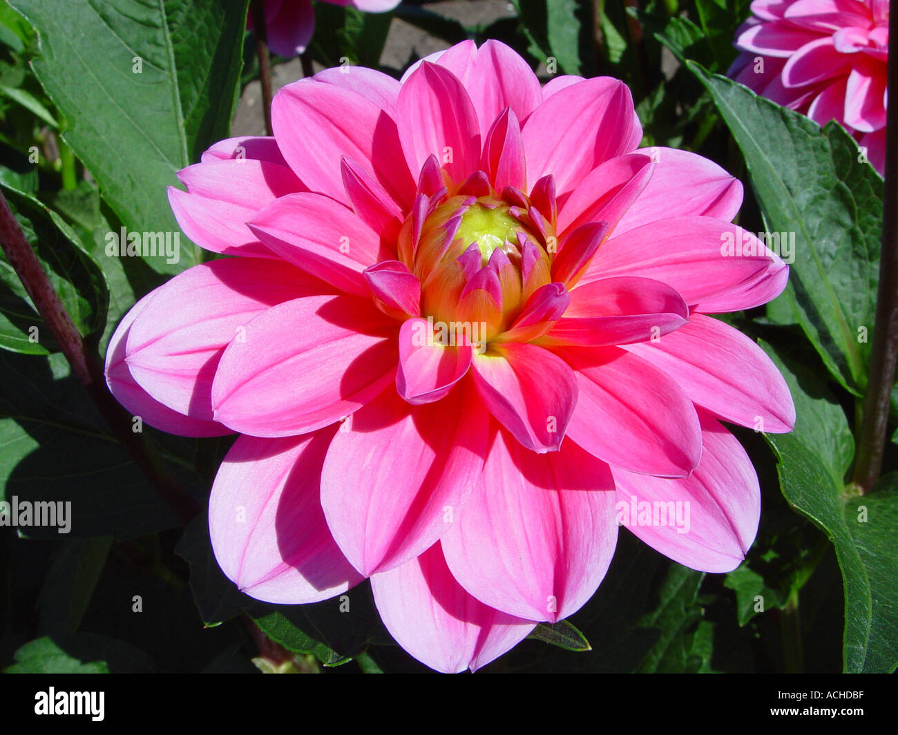 Dahlia Onesta Stock Photo