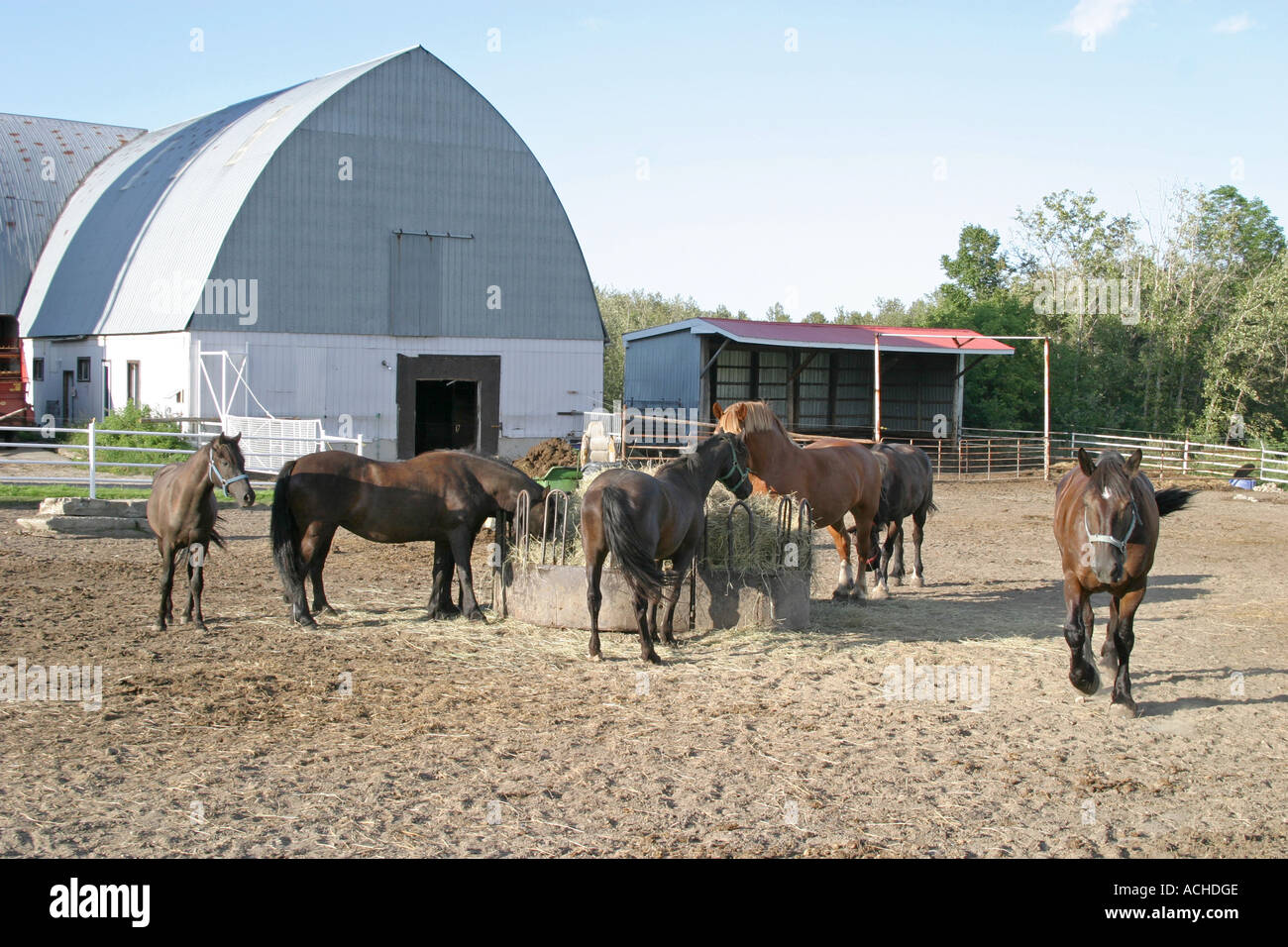 horses around feeding trough Stock Photo Alamy