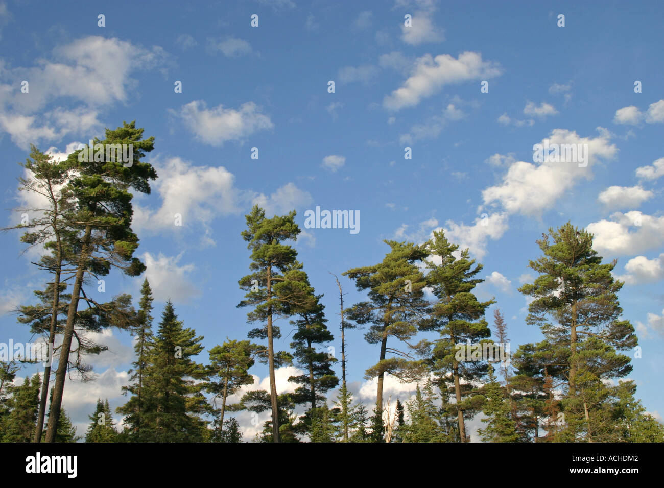 pine trees against blue skies Stock Photo - Alamy