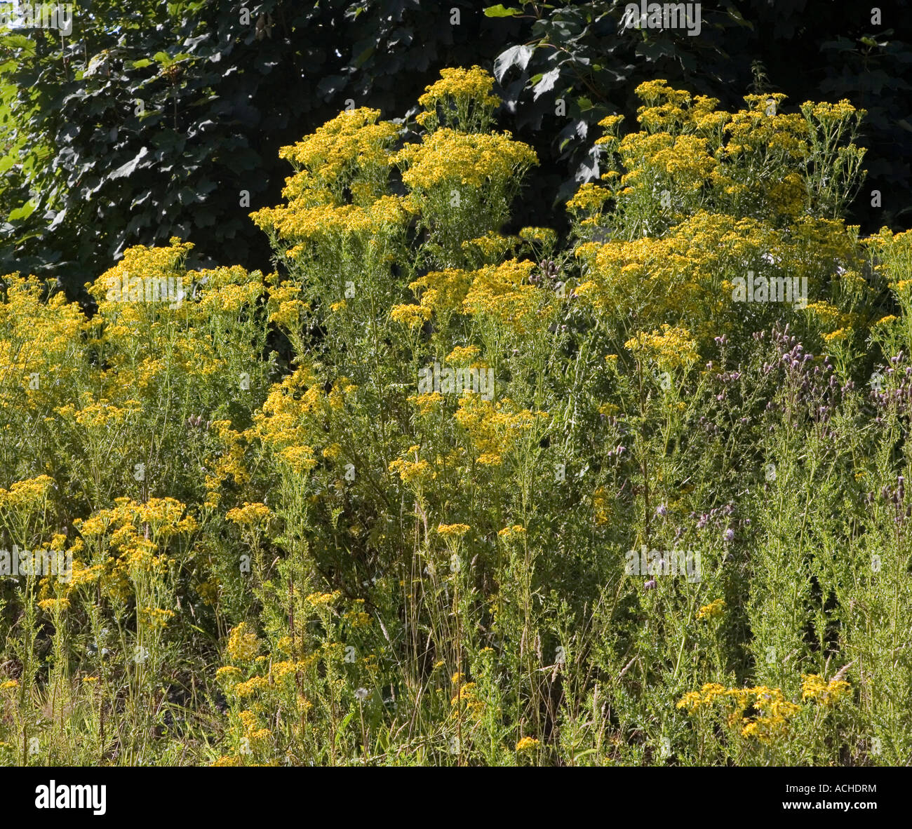 Oxford Ragwort Senecio squalidus Wales UK Stock Photo