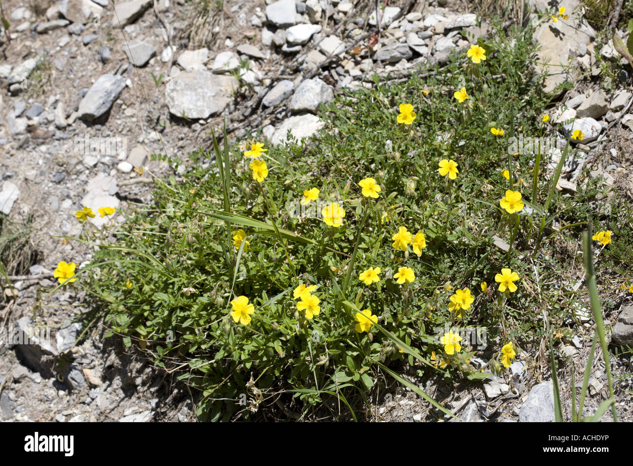 Rockrose (Helianthemum) with yellow flowers in Les Orres, Hautes Alpes, Provence, France Stock Photo