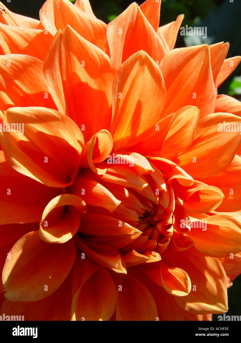 Dahlia garden border hi-res stock photography and images - Alamy