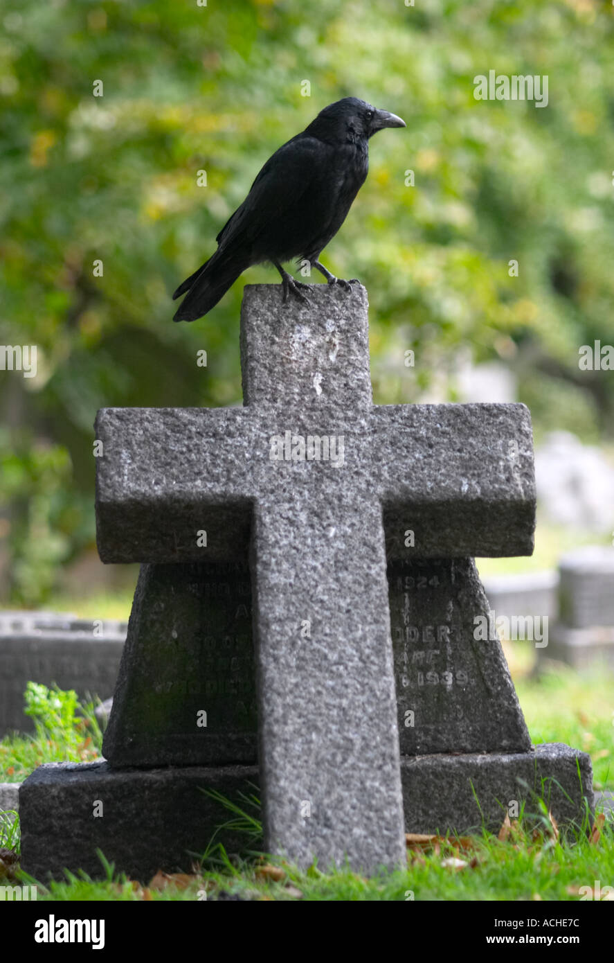 Carrion Crow on cross at Brompton Cemetery London England Stock Photo ...