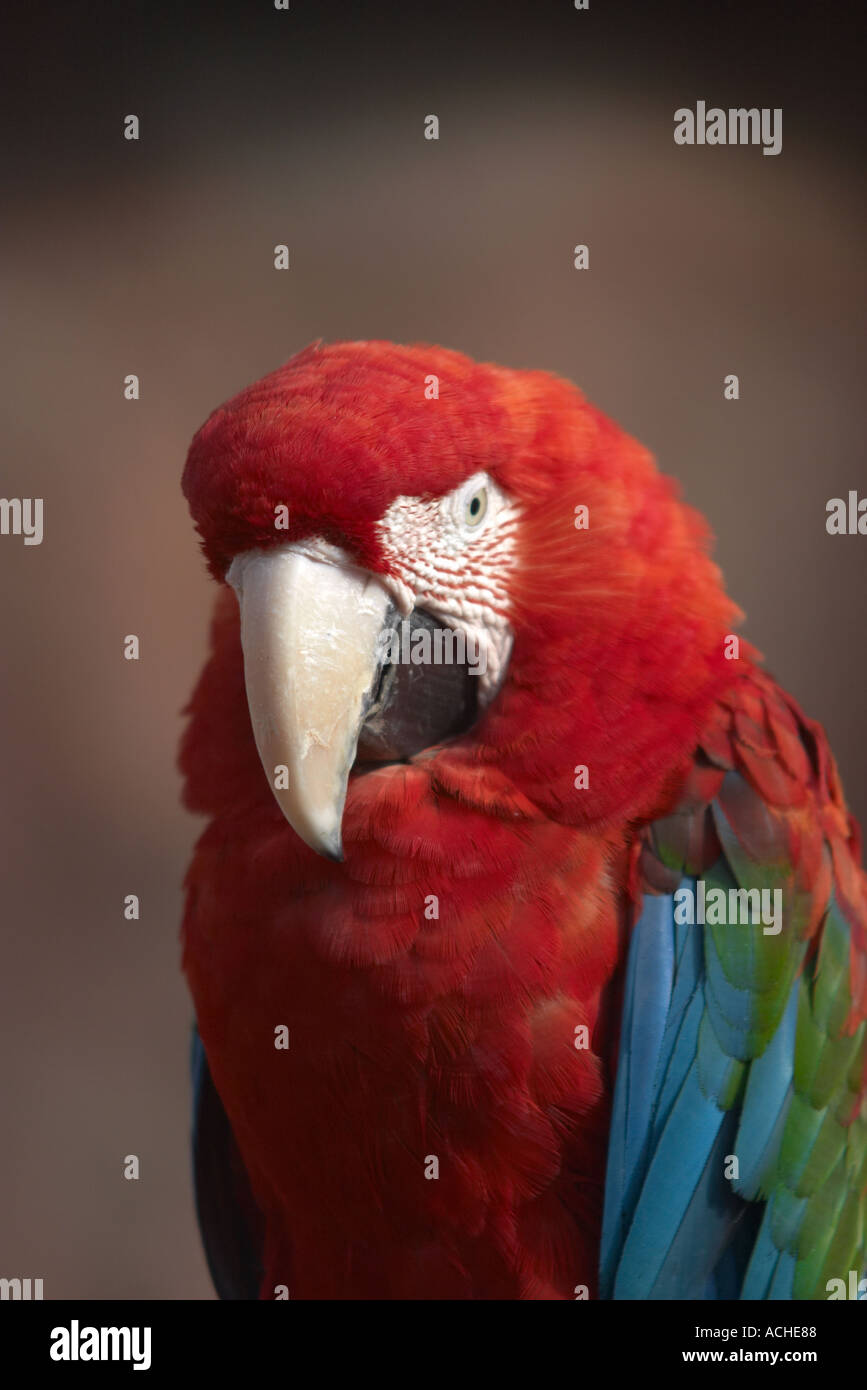 Colchester zoo parrot hi-res stock photography and images - Alamy