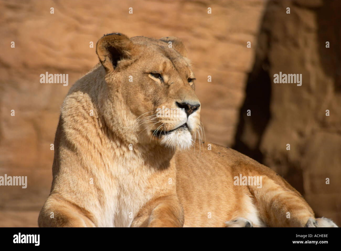 African Lion at Colchester Zoo Stock Photo