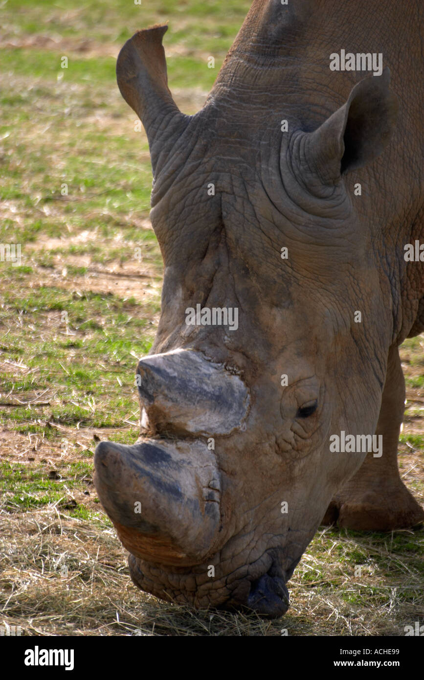 Colchester zoo rhino hi-res stock photography and images - Alamy