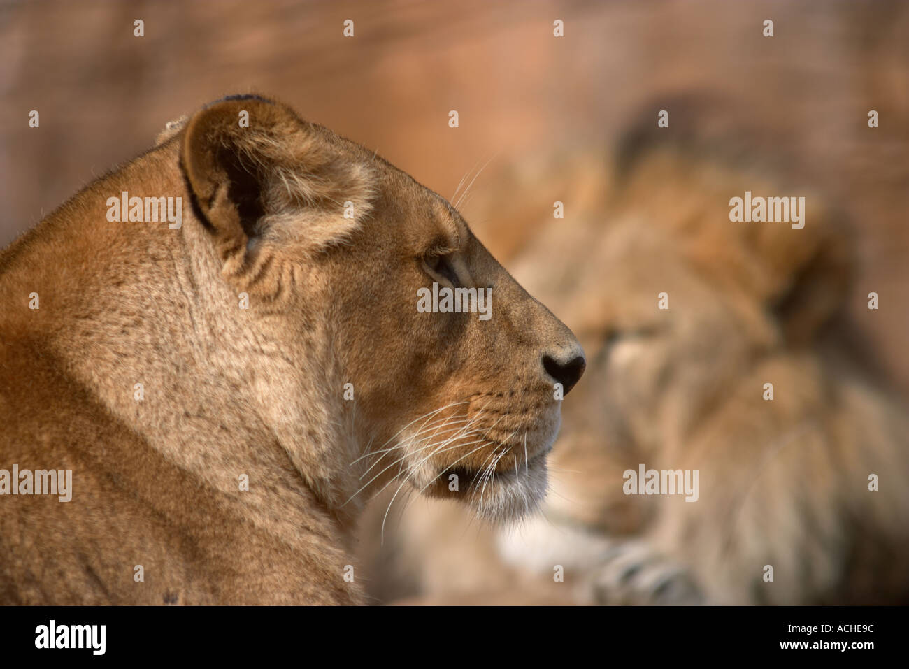 Colchester zoo lion hi-res stock photography and images - Alamy