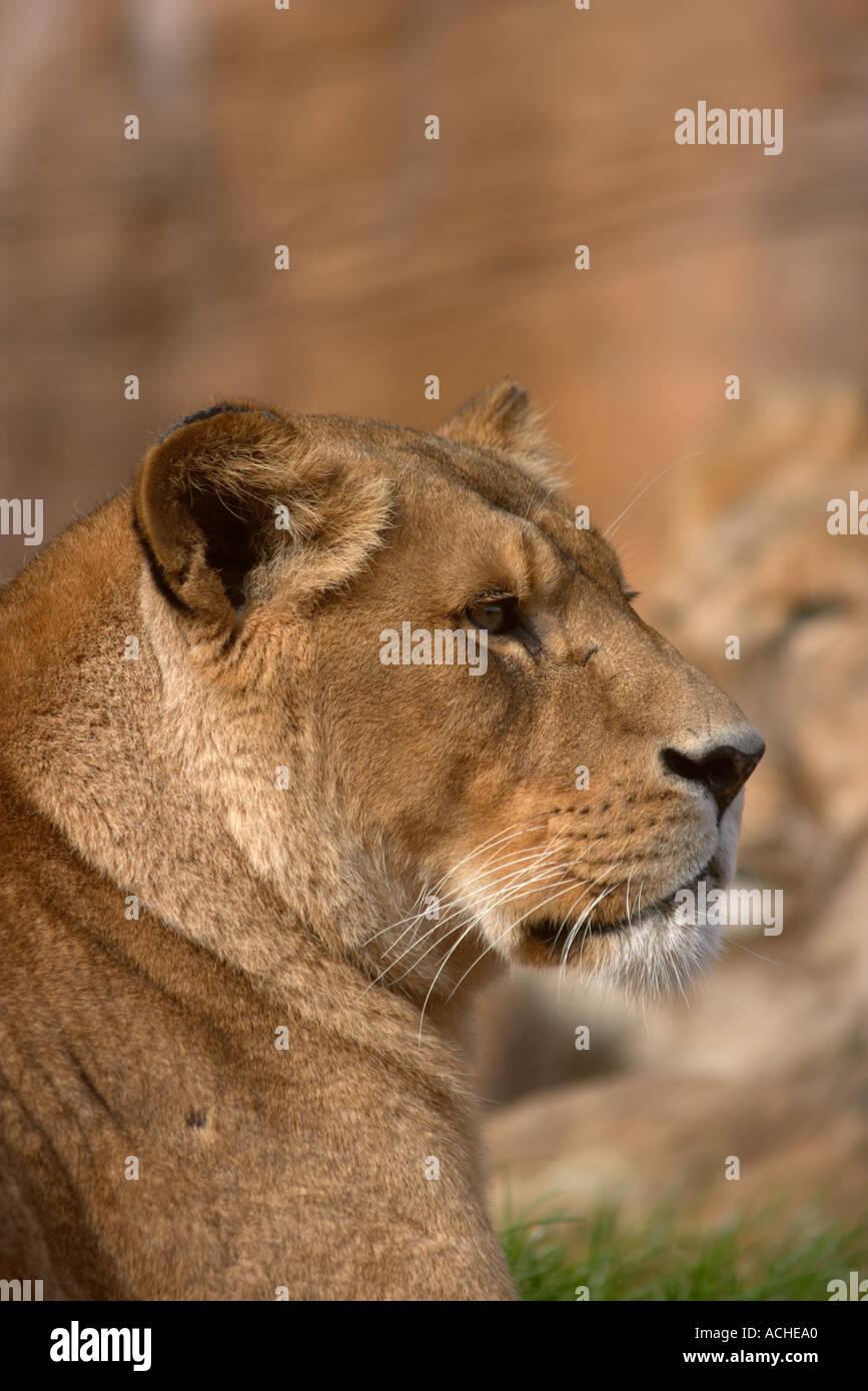 Colchester zoo lion hi-res stock photography and images - Alamy