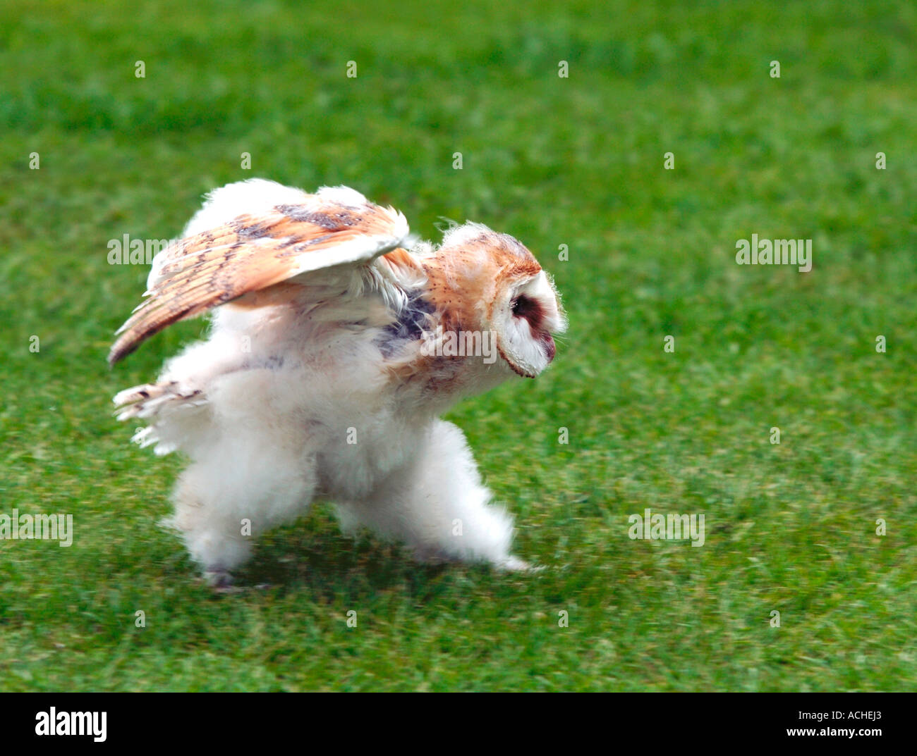 7-week-old-barn-owl-running-stock-photo-alamy