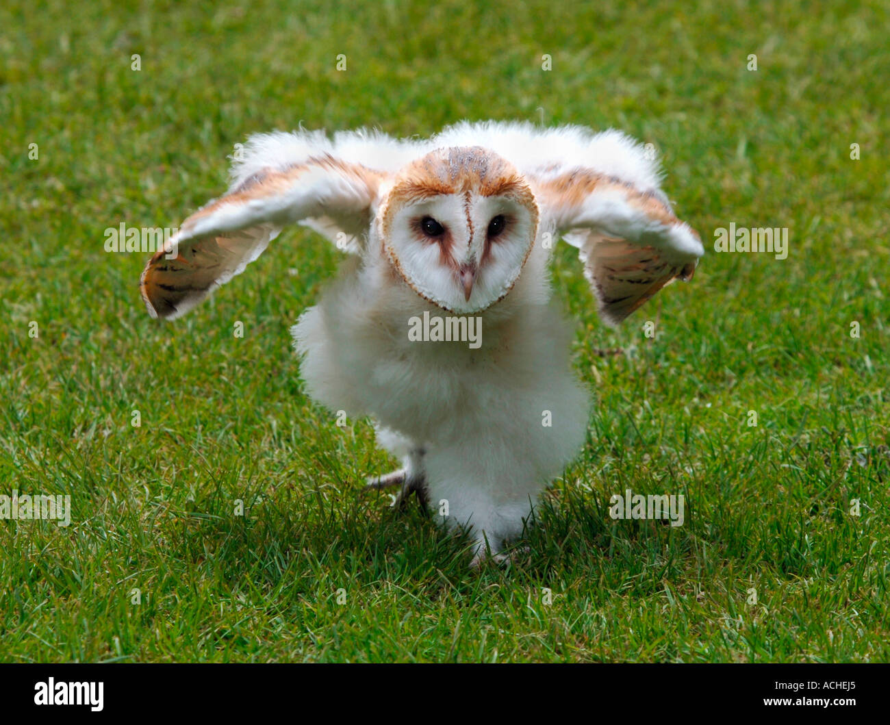 7 Week Old Barn Owl Running Stock Photo - Alamy