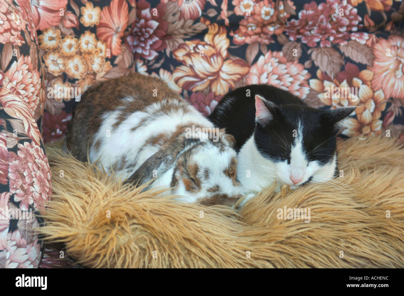 Rabbit catching hires stock photography and images Alamy