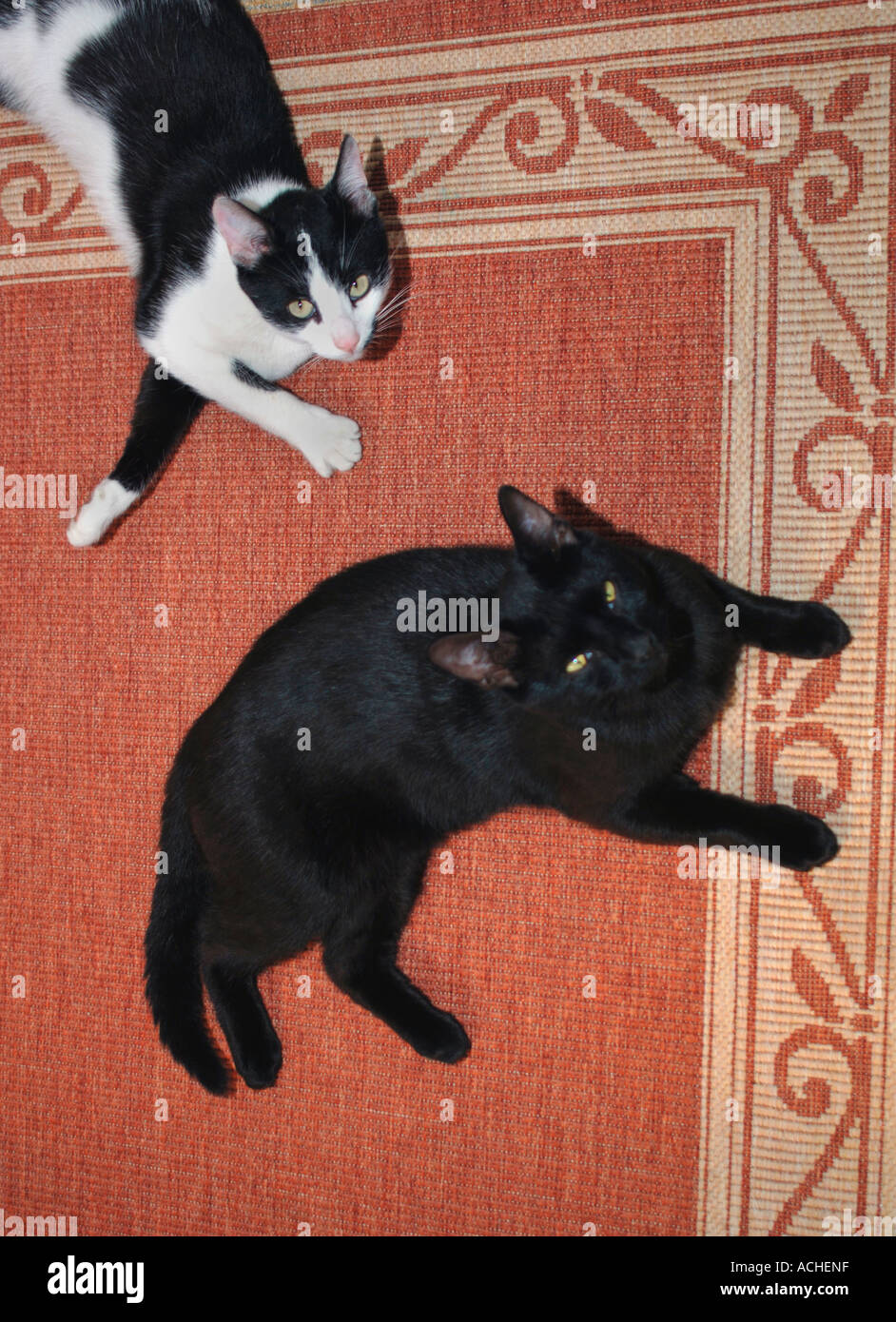 Cats photograph hi-res stock photography and images - Alamy