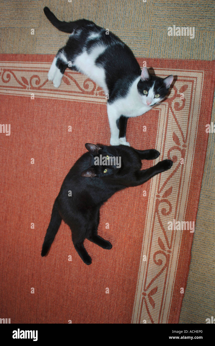 Cats photograph hi-res stock photography and images - Alamy