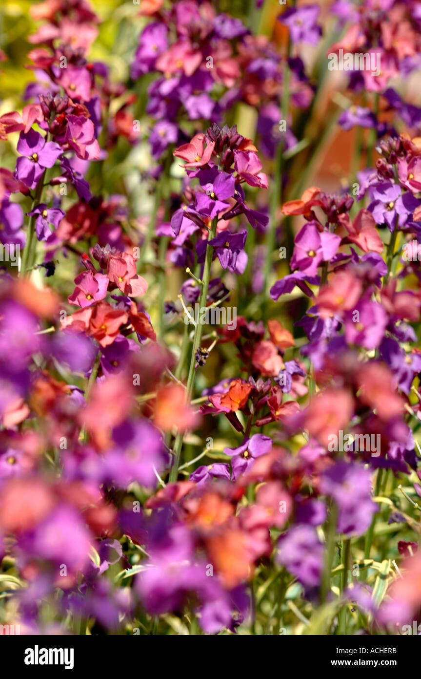 Erysimum Flowers Stock Photo