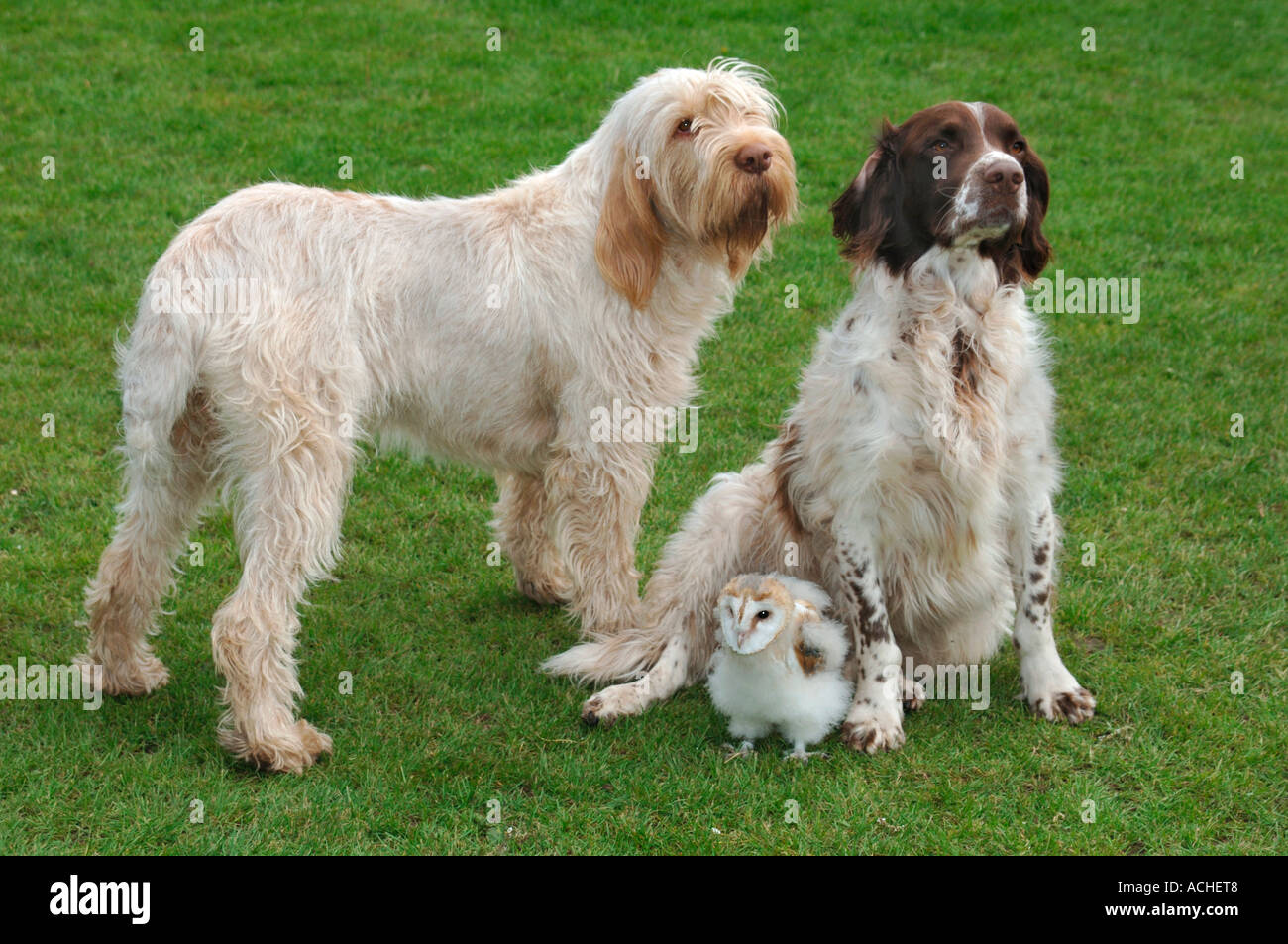 What Is A Bird Dog In Sales