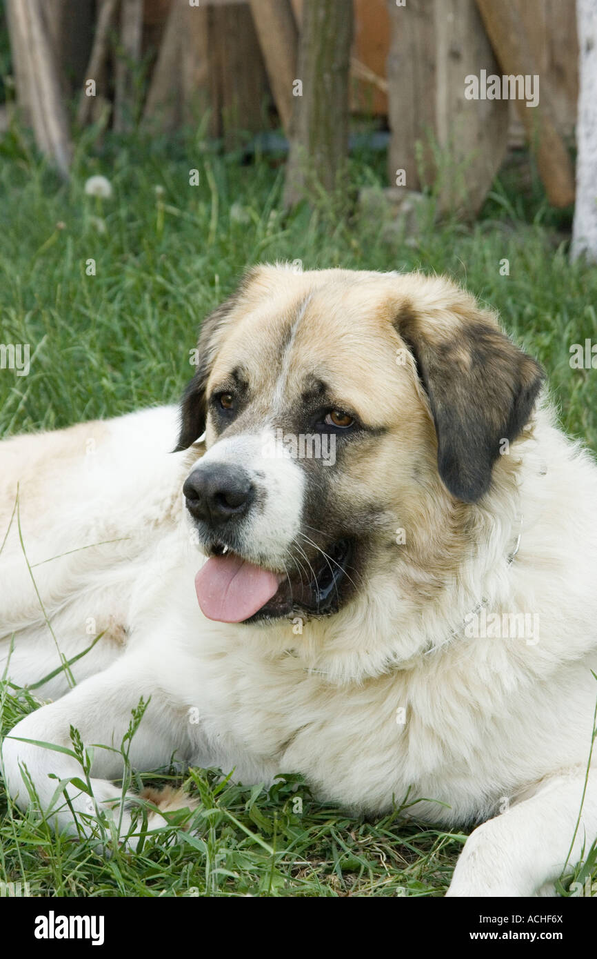 White ovcharka hires stock photography and images Alamy