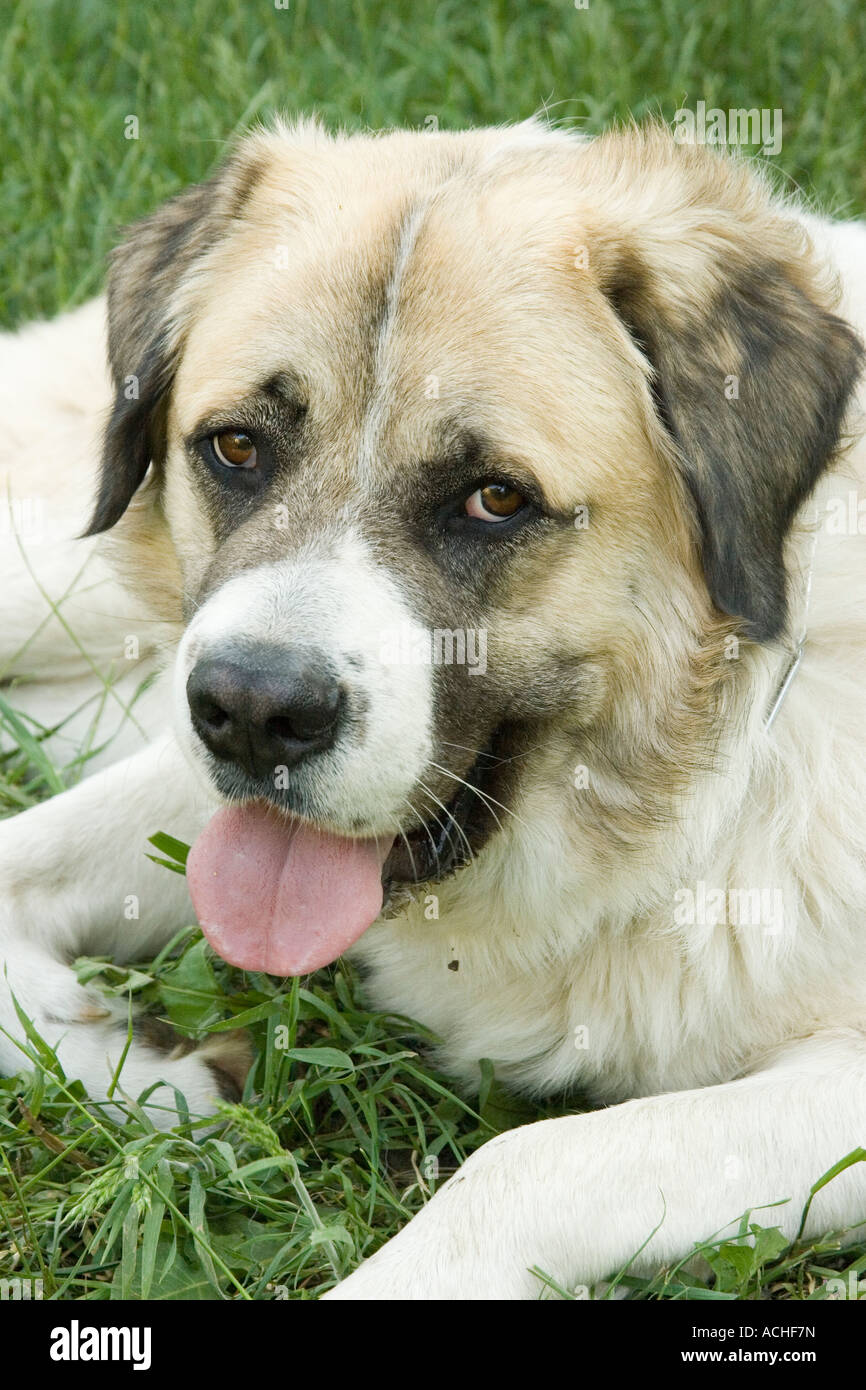 dog pet security dogs caucasian shepherd Bulgaria male Stock Photo Alamy