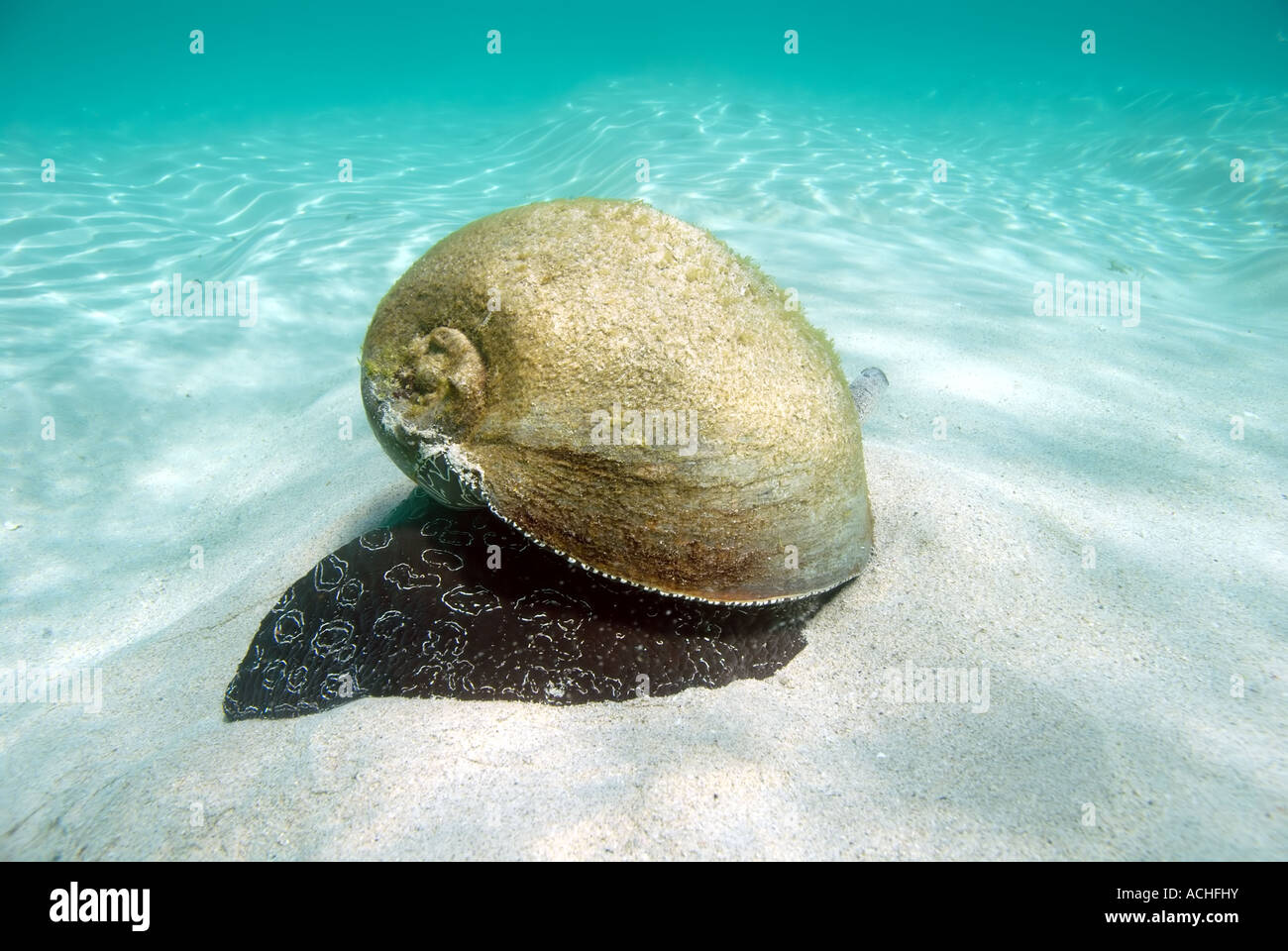 Enormous live baler shell Melo sp crawling along sand, Montebello and Barrow Islands Marine Conservation Reserves, Pilbara Stock Photo