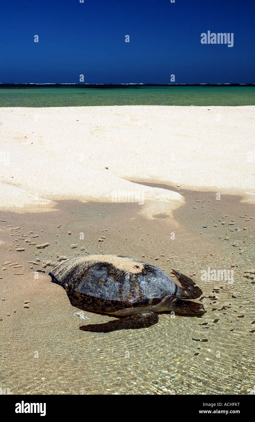 Green turtle Chelonia mydas returning to the ocean after nesting on the beach Stock Photo