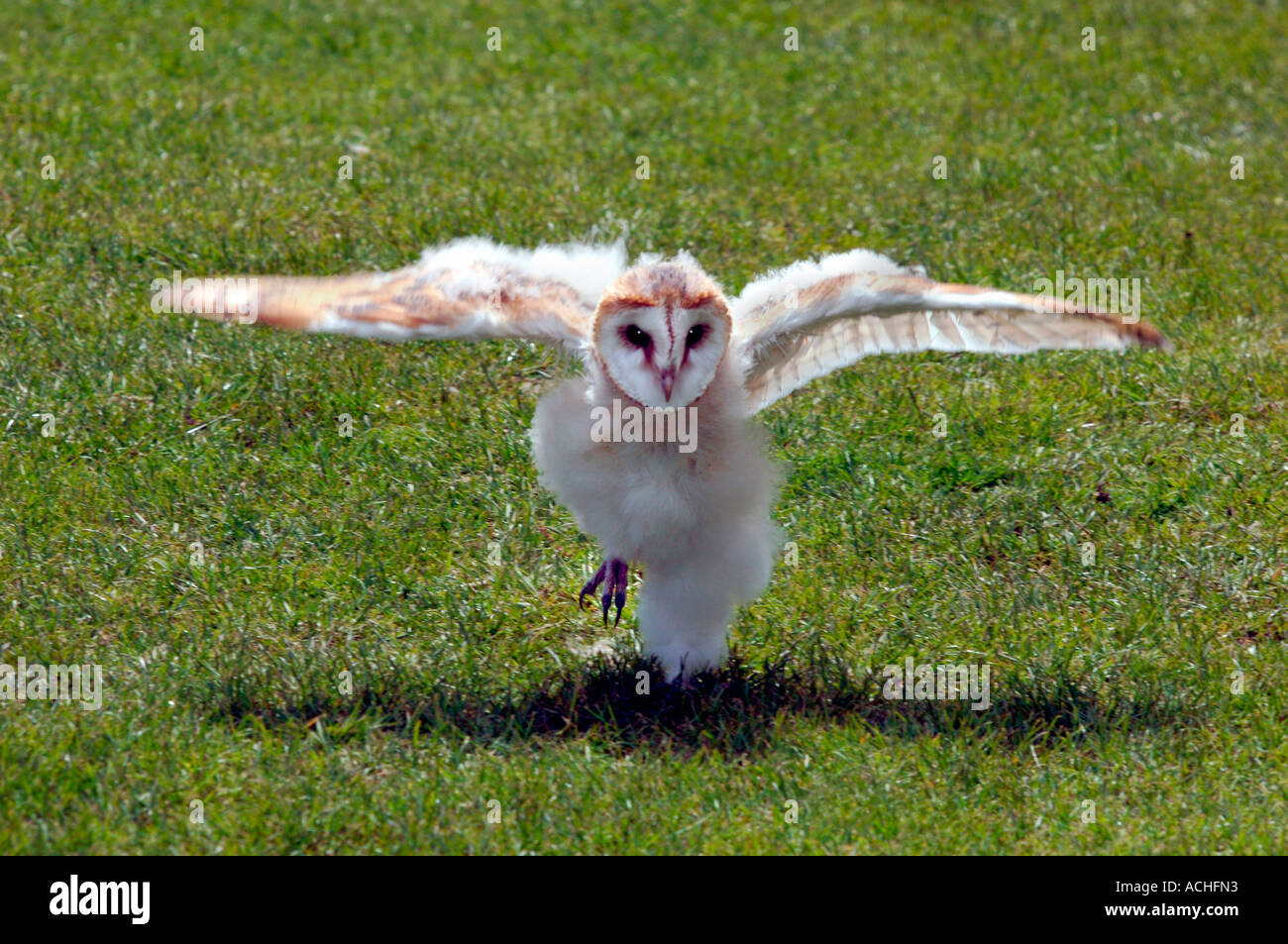 7 Week Old Barn Owl Doing A Practice Run Stock Photo Alamy