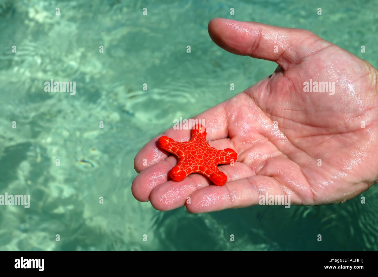 Red biscuit starfish Pentagonaster dubeni duebeni Stock Photo