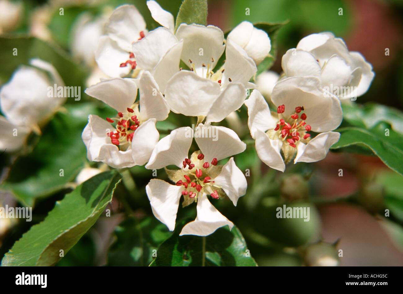 Blooming pear tree Stock Photo