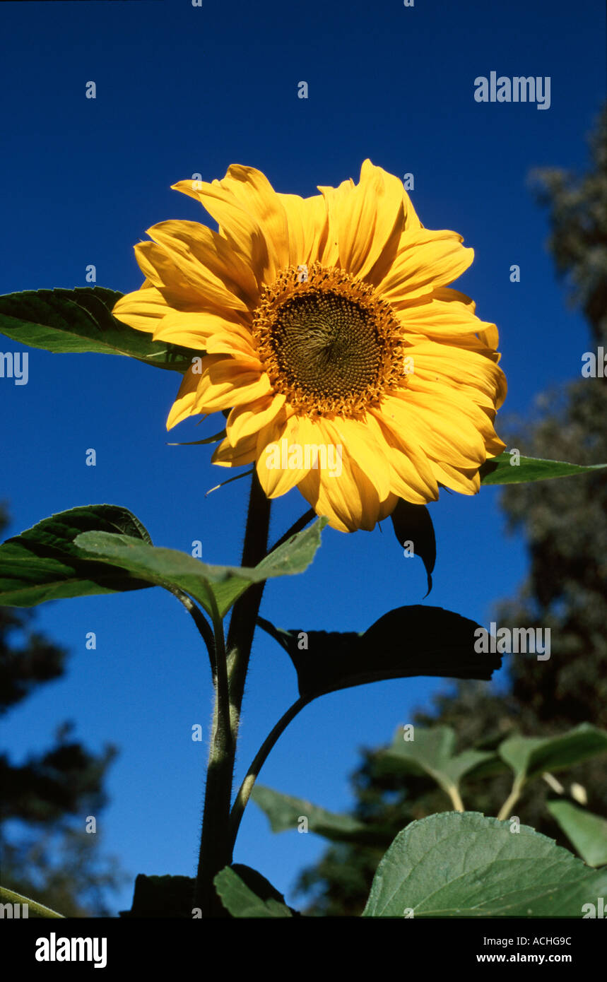 Sunflower Stock Photo