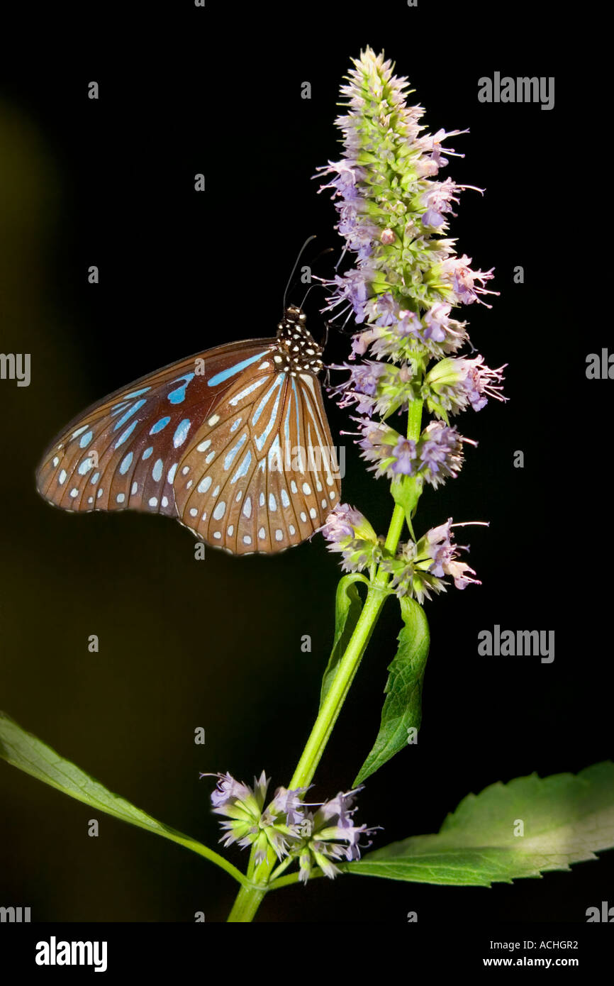 Glassy blue tiger butterfly in the Butterfly Rainforest Gainesville Florida Stock Photo