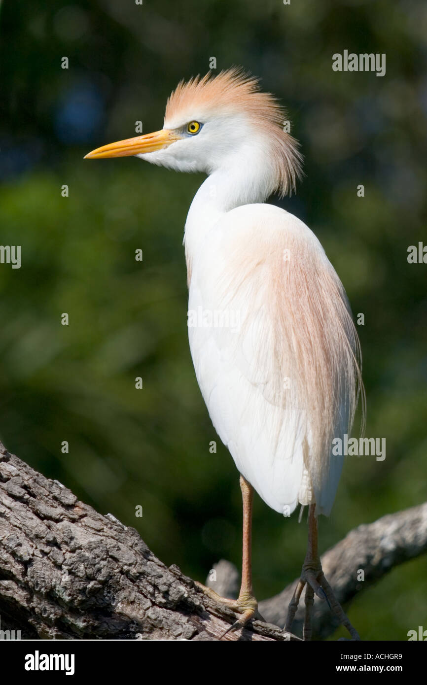 Tagak Cattle Egret in breeding plumage ready to defend his territory Stock ...