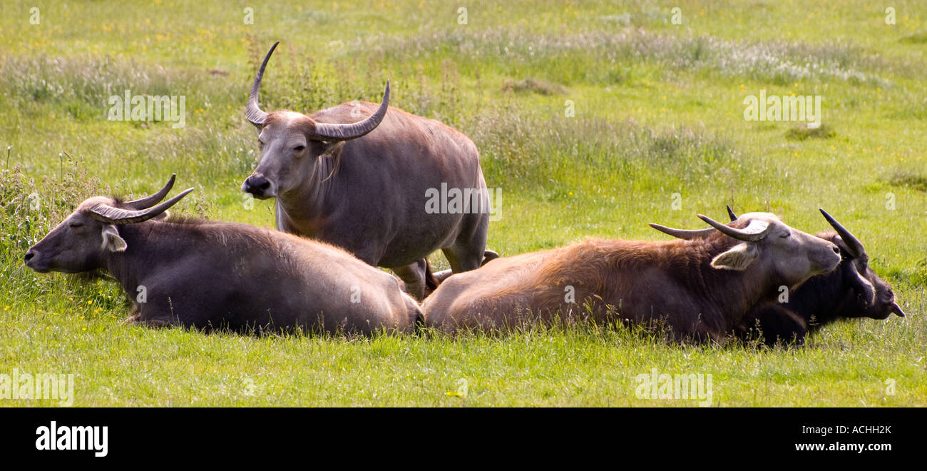 Four Water Buffalo  (Bubalus bubalis) resting Panoramic view Stock Photo