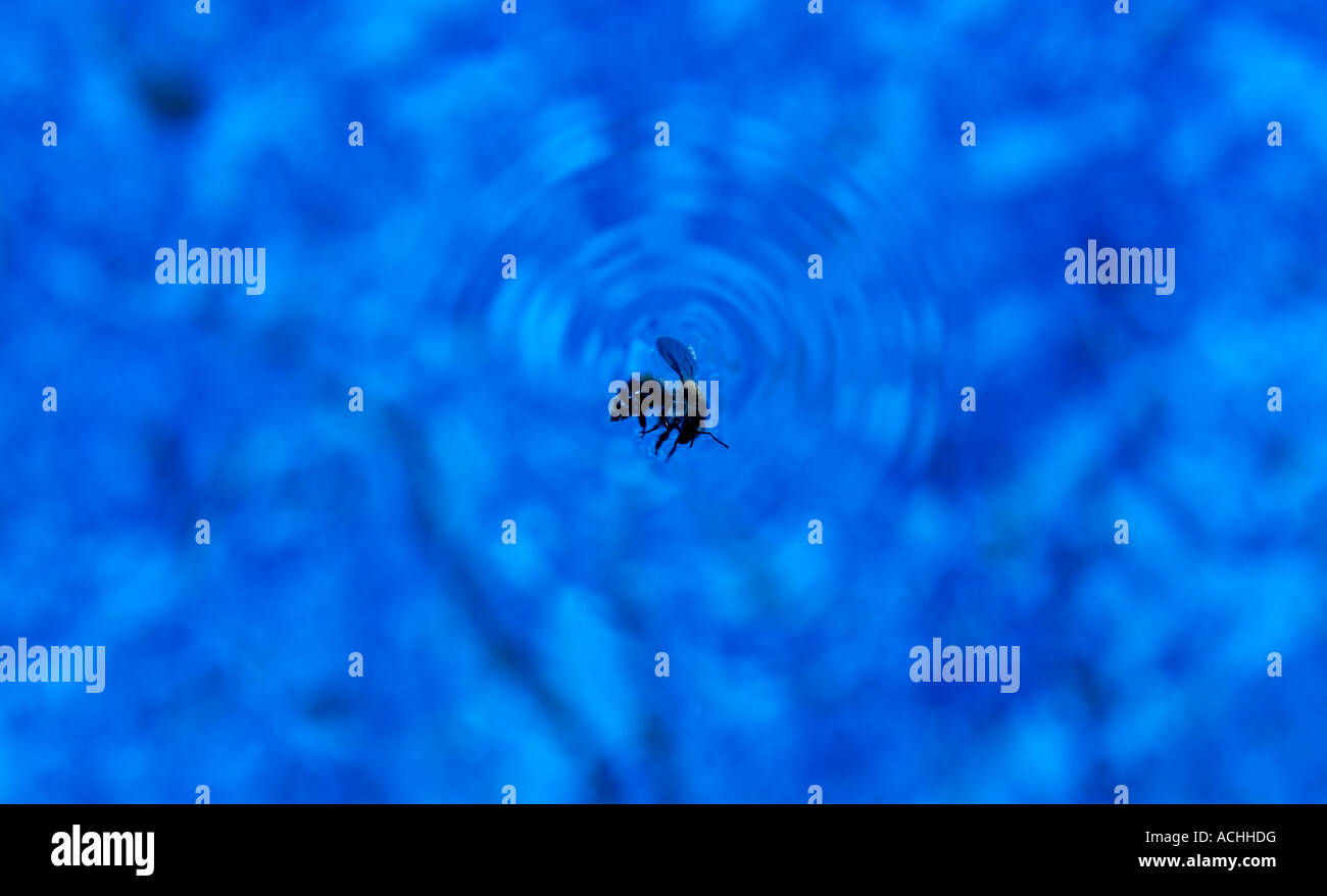Bee on blue water Stock Photo - Alamy