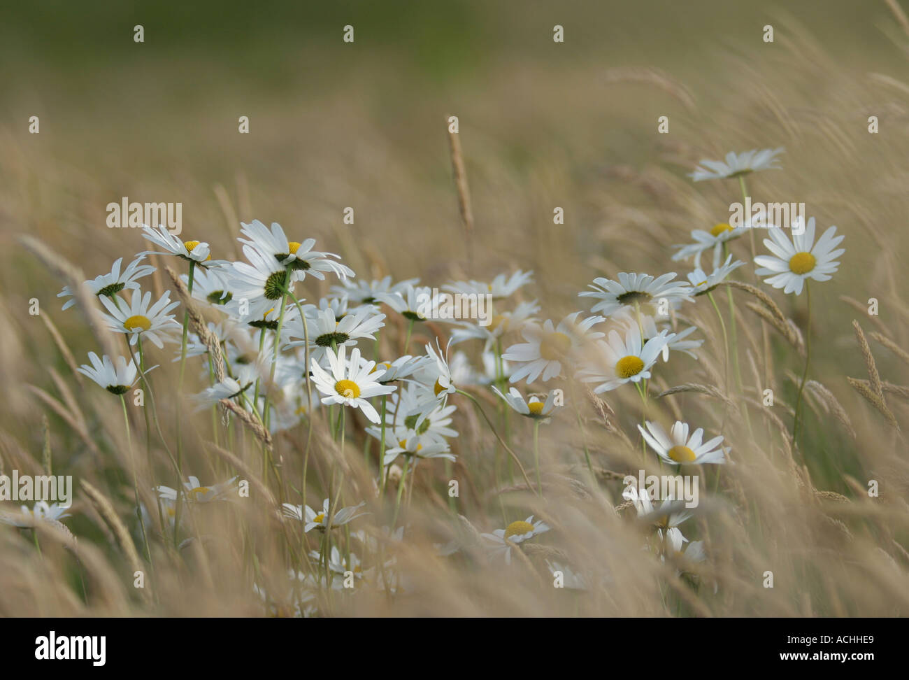 White Poppies Scotland High Resolution Stock Photography and Images - Alamy