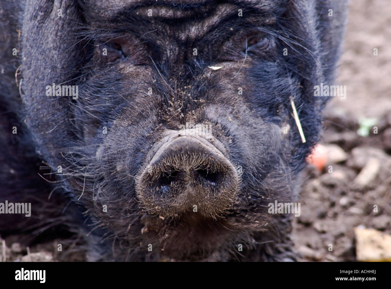 Pot Bellied Pig Suidae  Sus scrofa Stock Photo