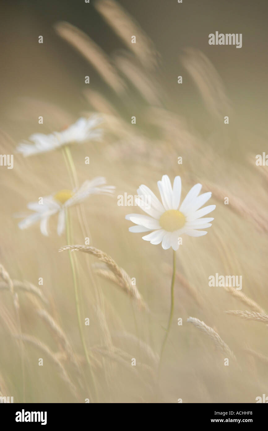White Poppies Scotland High Resolution Stock Photography and Images - Alamy