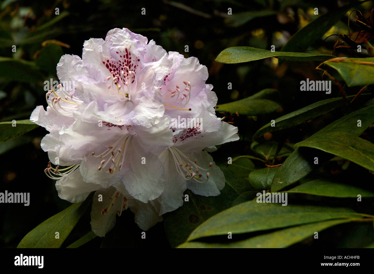 Rhododendron Stock Photo