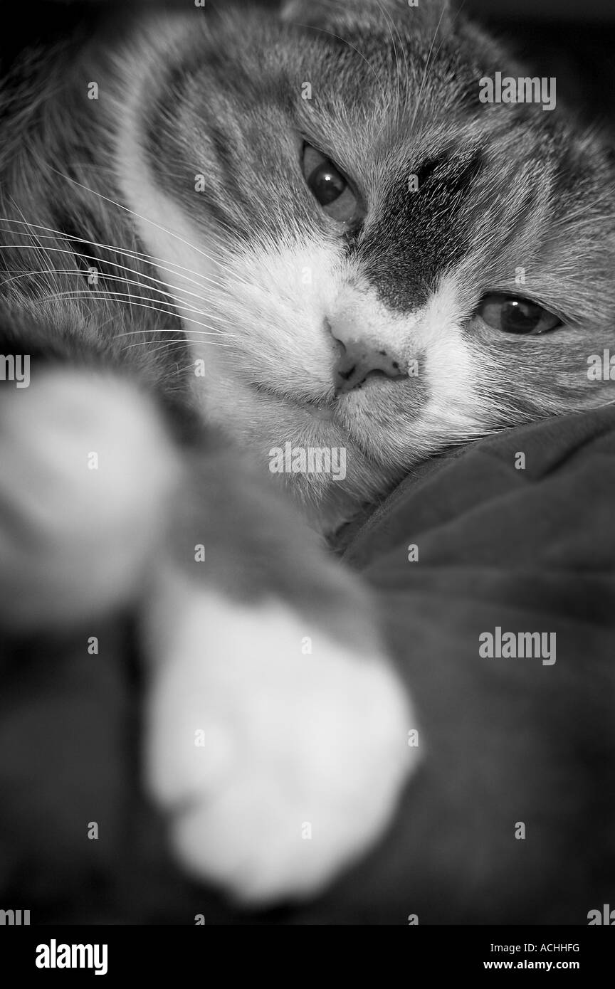 Close up portrait of a domestic cat relaxing with eyes in sharp focus and the foreground paws out of focus. Stock Photo