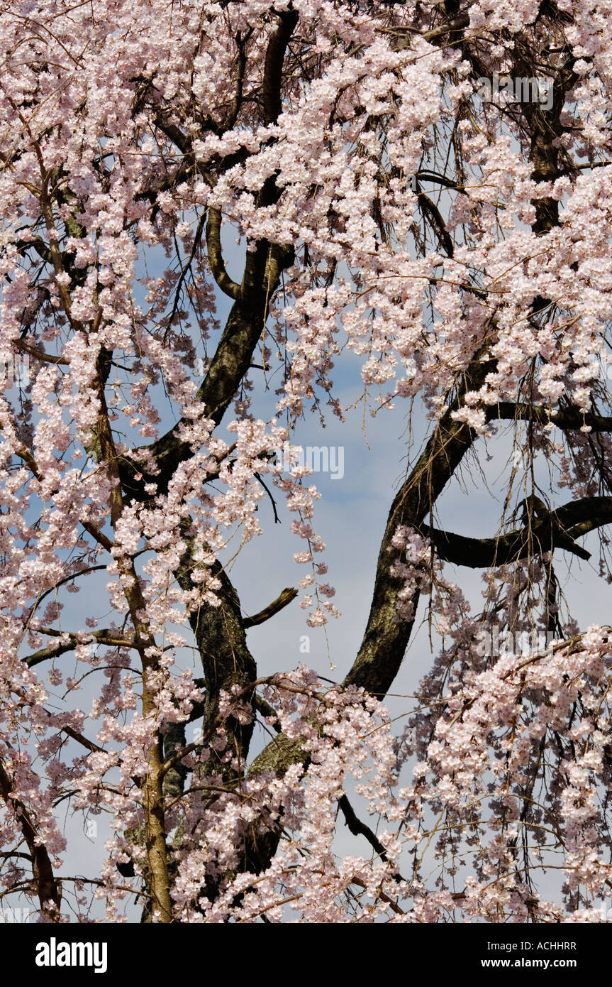 Detail of Flowering Weeping Cherry Tree Cave Hill Louisville Kentucky