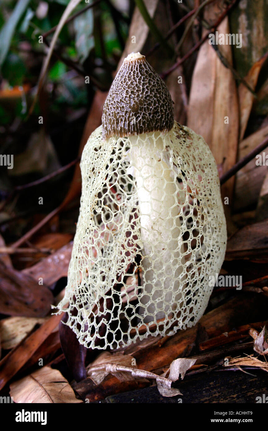 Basket stinkhorn dictyophora indusiata hires stock photography and