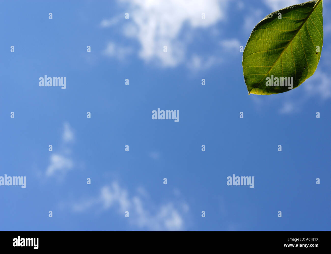 Leaf with sky in background Stock Photo - Alamy