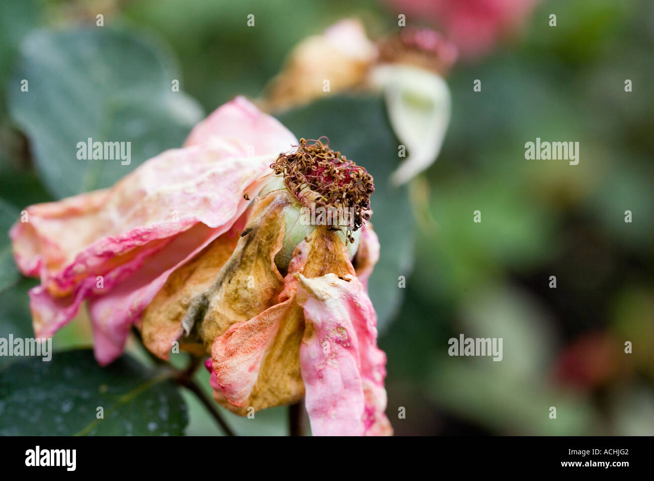 Rosa Blessings rosebud hybrid tea rose blown after flowering Stock Photo