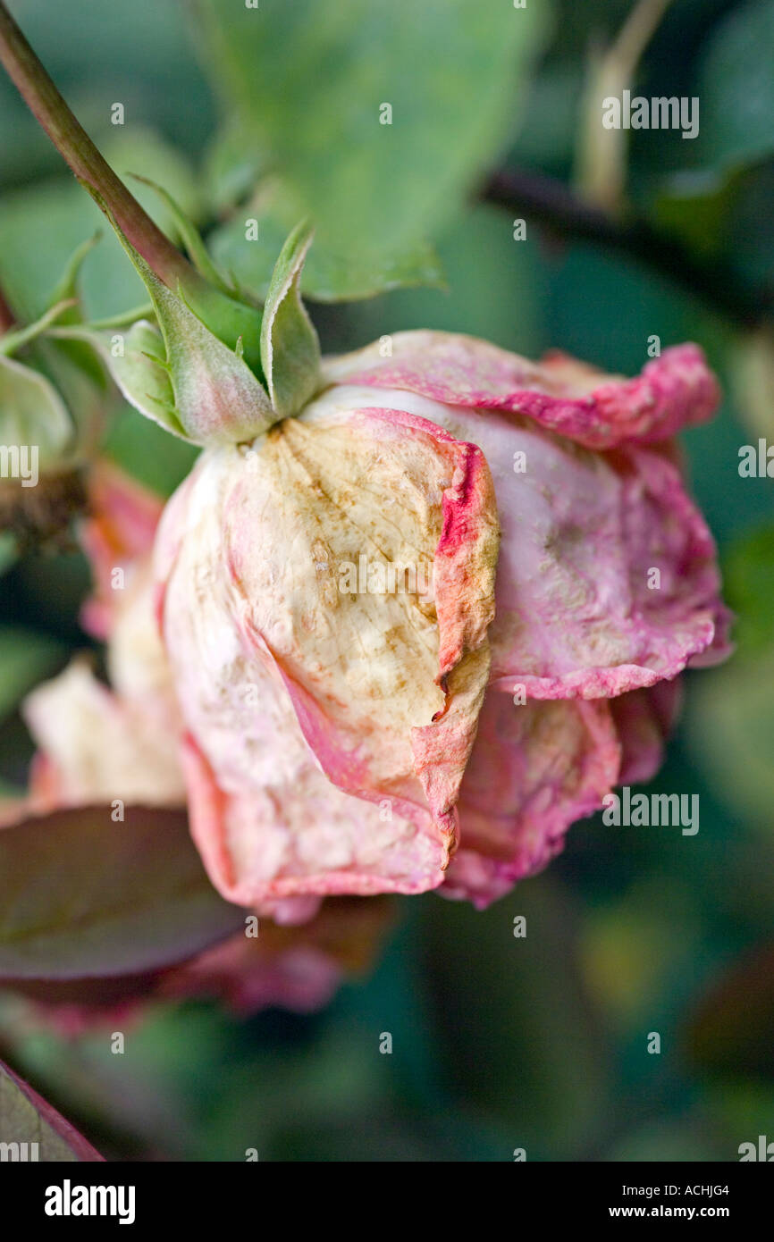 Rosa Blessings rosebud hybrid tea rose with fading flowerhead Stock Photo