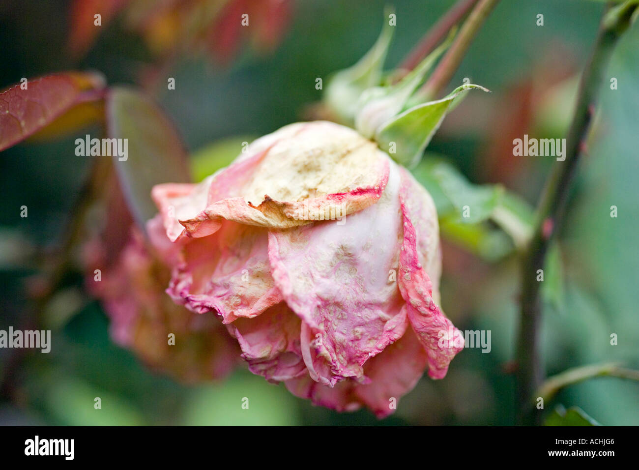 Rosa Blessings rosebud hybrid tea rose with fading flowerhead Stock Photo
