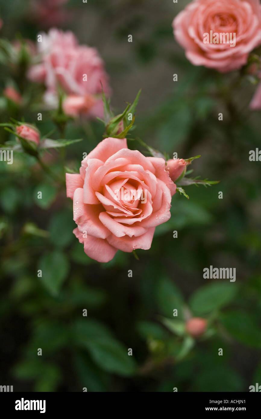 Angela rippon hi-res stock photography and images - Alamy