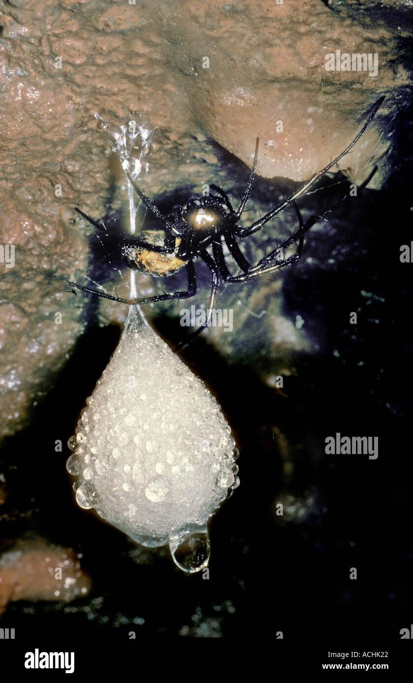 Cave spider Meta menardi with egg sack Coed y Mwstwr Woods Cave Wales UK Stock Photo