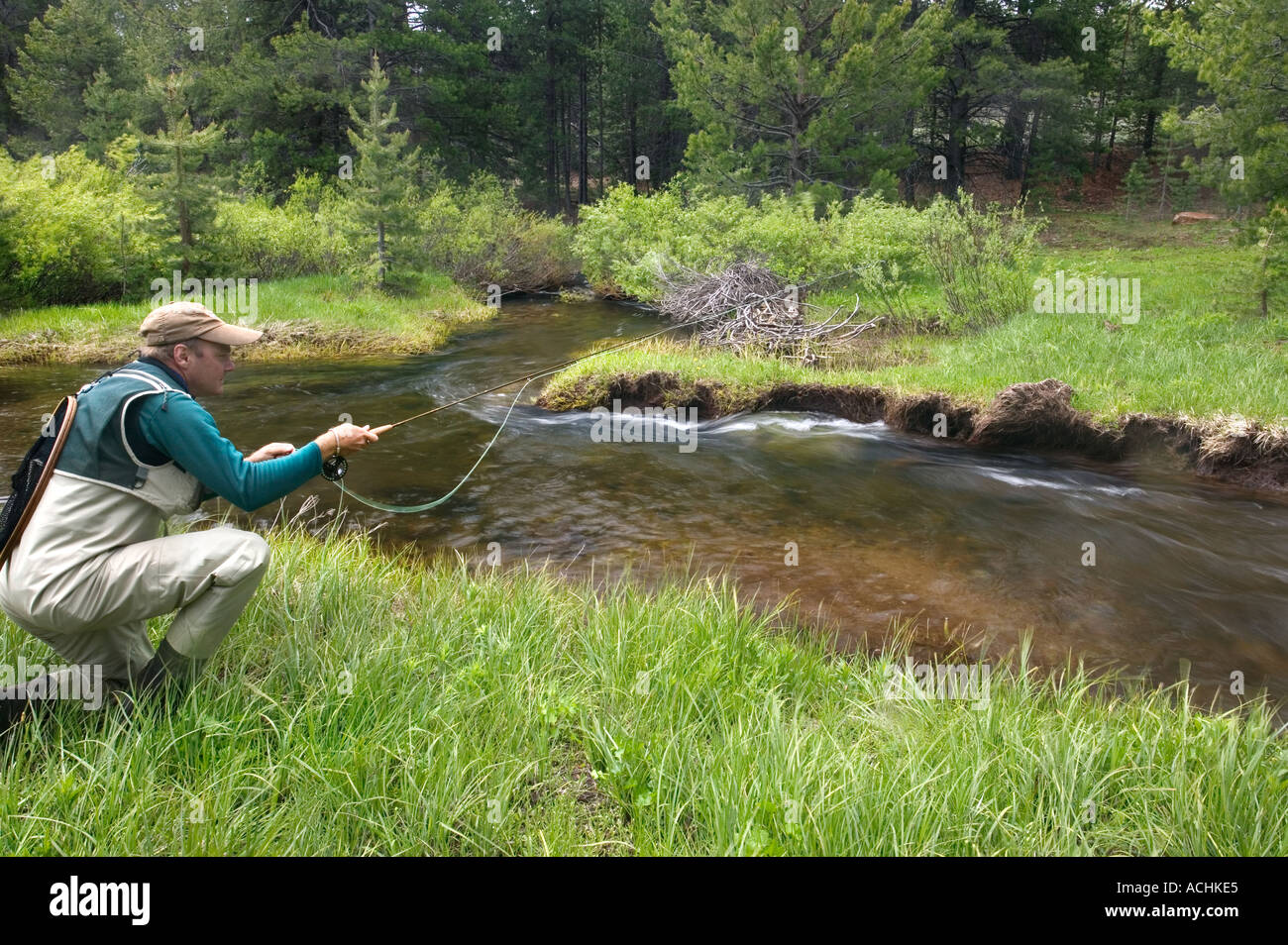 Man Fly fishing small trout stream Sierra Nevada Model Released Image