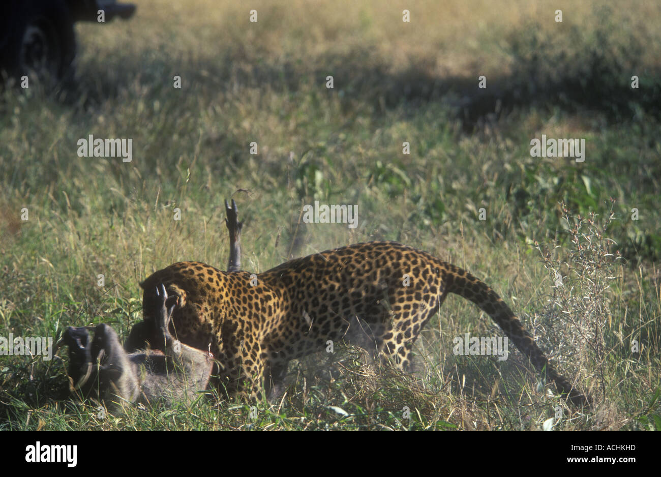 Leopard killing warthog Stock Photo Alamy