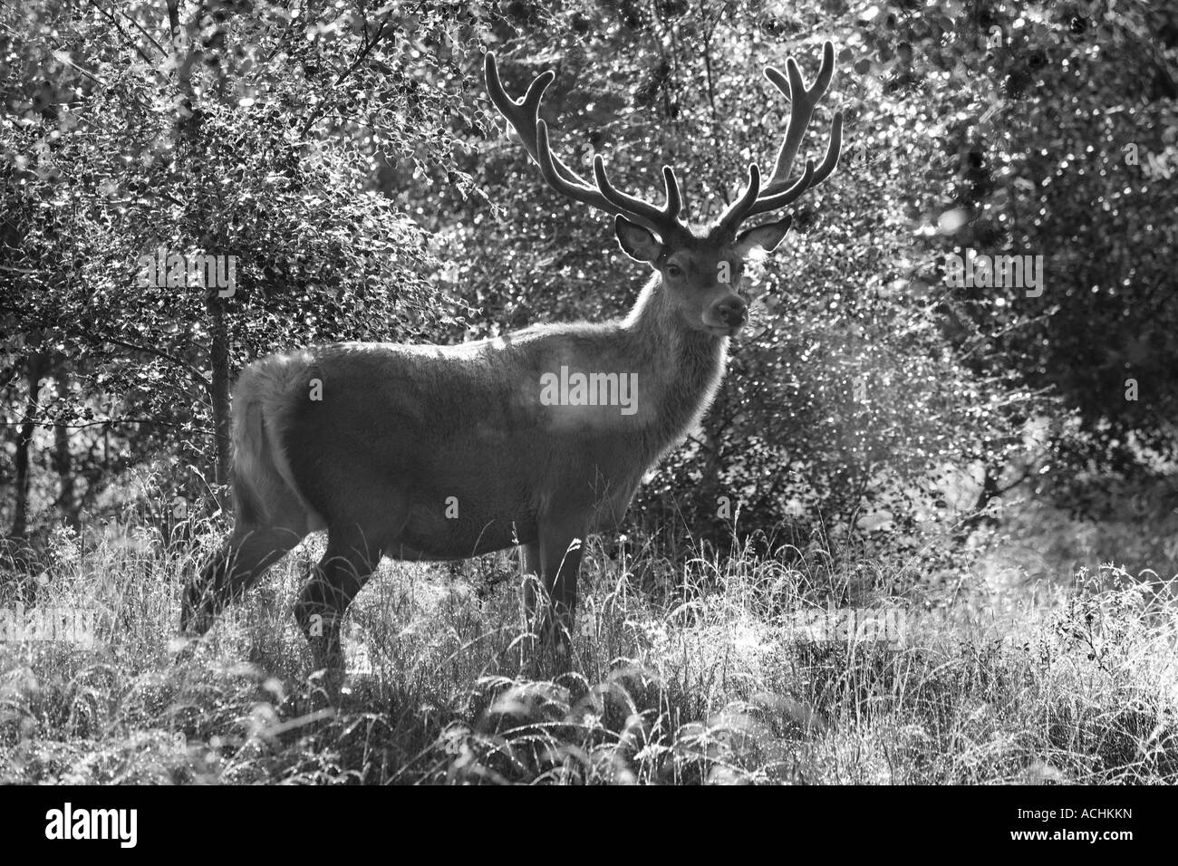 Scottish mountain red deer adult stag in velvet; July in Braemar, Cairngorms National Park, Scotland. UK Stock Photo