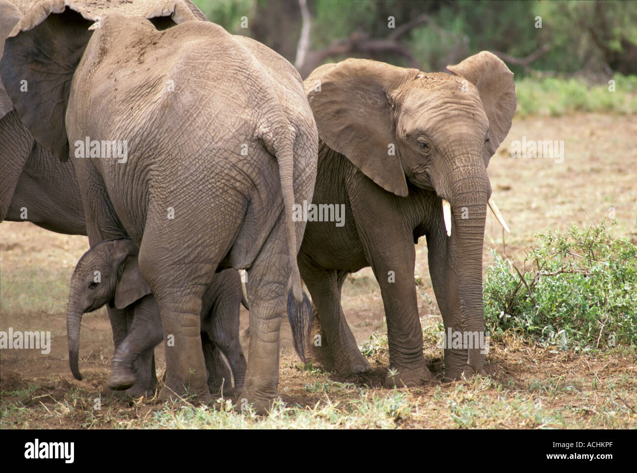 Elephants ( Loxodonta africana ) family with baby, Amboseli National Park, Kenya Stock Photo