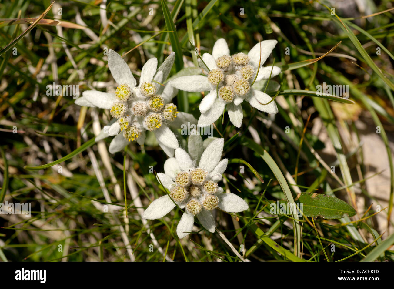 Three edelweiss Leontopodium alpinum in the meadow Stock Photo