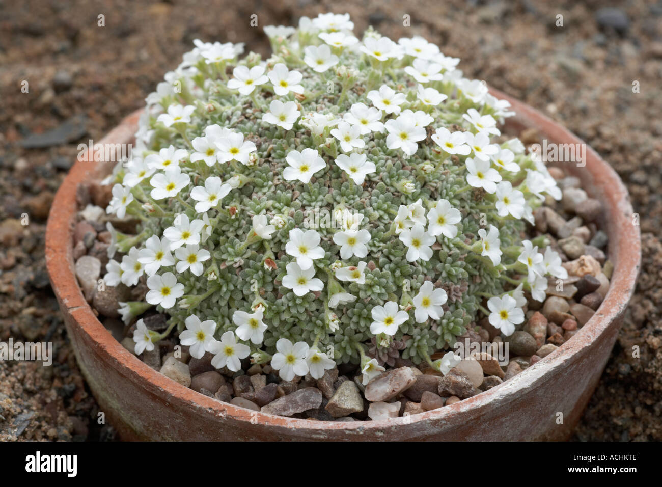 Holehird garden Alpine Rock Jasmine Androsace vandellii growing in small pot Stock Photo